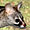 genet nav pic