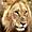 lion nav pic