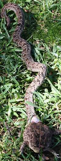 Night adder attacking frog