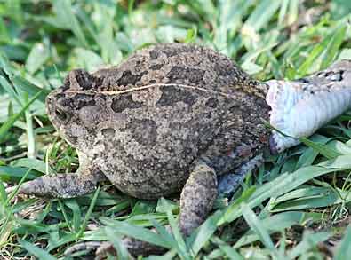 Night adder taking on frog