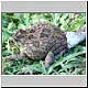 adder with toad
