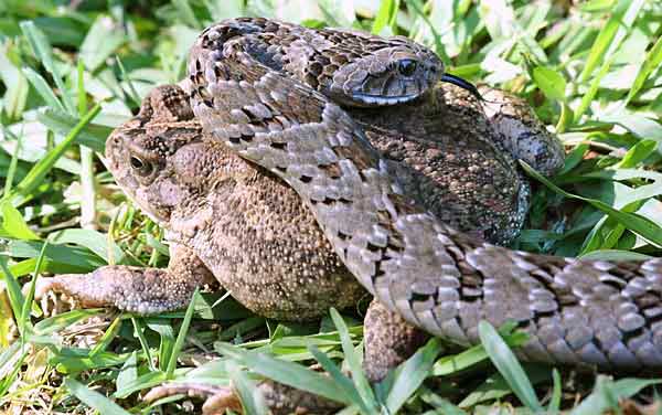 Night adder crawling over frog