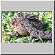 snake attacks frog