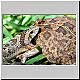 adder with toad in jaws