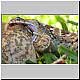 snake trying to eat frog