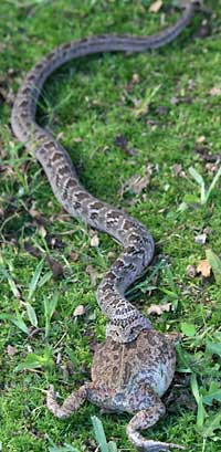 Night adder dragging frog in its jaws