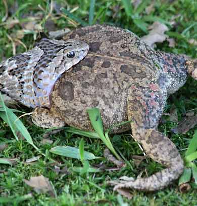 Night adder trying to swallow bloated frog