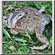 snake with frog
