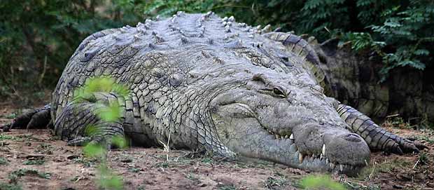 Nile crocodile on Zambezi River banks