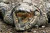 Nile crocodile close-up