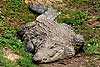 Nile crocodile front view