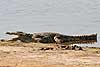 Crocodile lying with mouth open