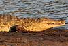 Nile crocodile head and upper torso