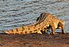 Nile crocodile standing up to enter water