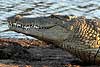 Nile crocodile head in profile