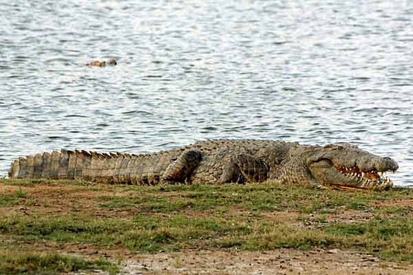 Nile crocodile (Crocodylus niloticus) lying on grassy bank