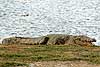 Nile crocodile on banks of lake