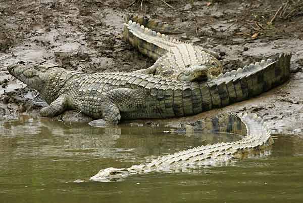 Nile crocodiles lying on muddy riverbank