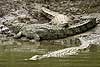 Crocodiles on river bank