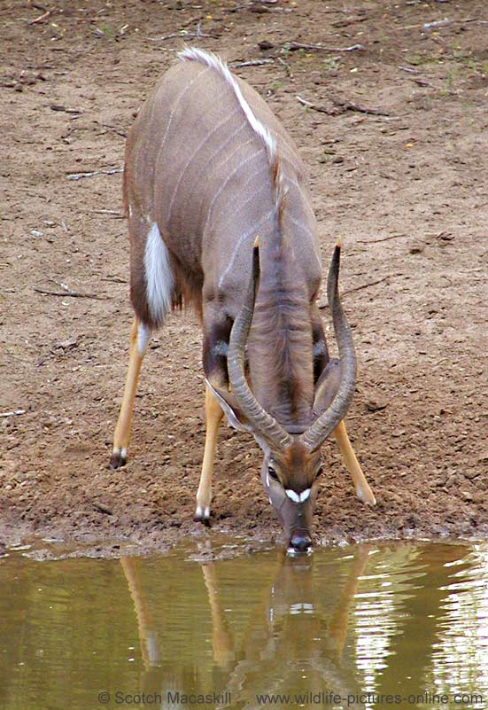 Nyala bull drinking from waterhole, Mkuzi Game Reserve