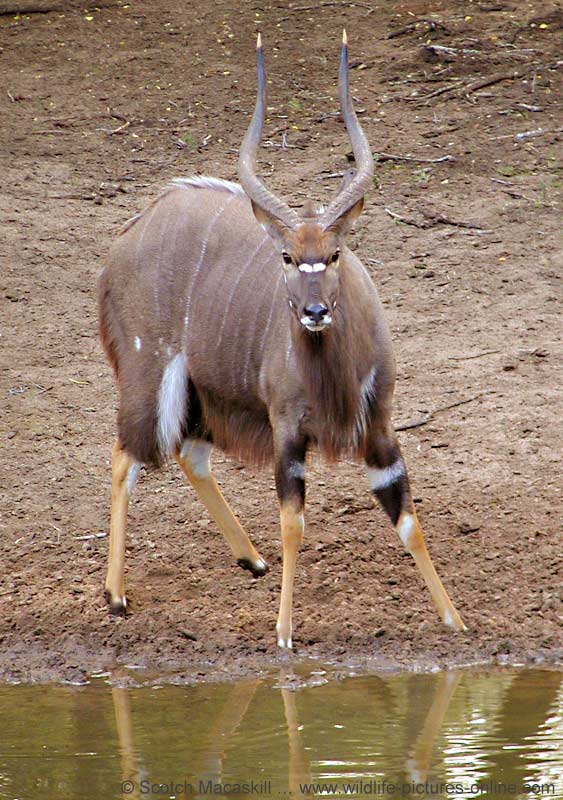 Nyala male at waterhole, Mkuzi Game Reserve, South Africa