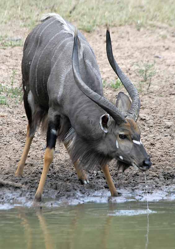 Nyala bull at waterhole