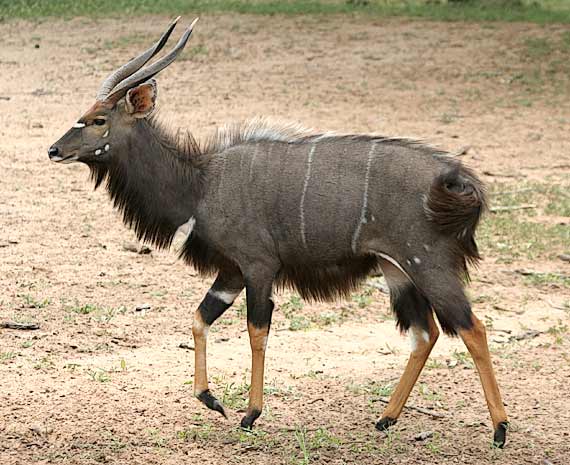 Nyala bull, side view