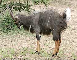 Nyala bull in lateral display