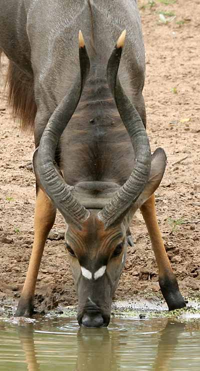 Nyala bull at waterhole