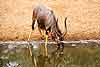 Nyala bull drinking from waterhole