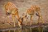 Nyala Female and Youngster at Waterhole