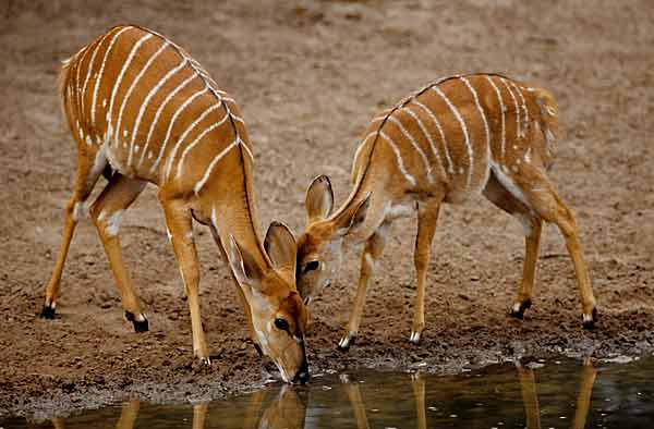 Nyala antelope drinking from waterhole