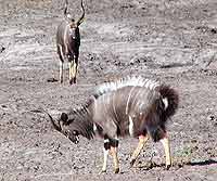 Photo of nyala in lateral display