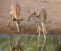 Picture of nyala female and young male