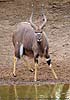 Nyala bull at waterhole, Mkuzi Game Reserve, South Africa