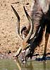 Nyala bull close-up, Mkuzi Game Reserve, South Africa