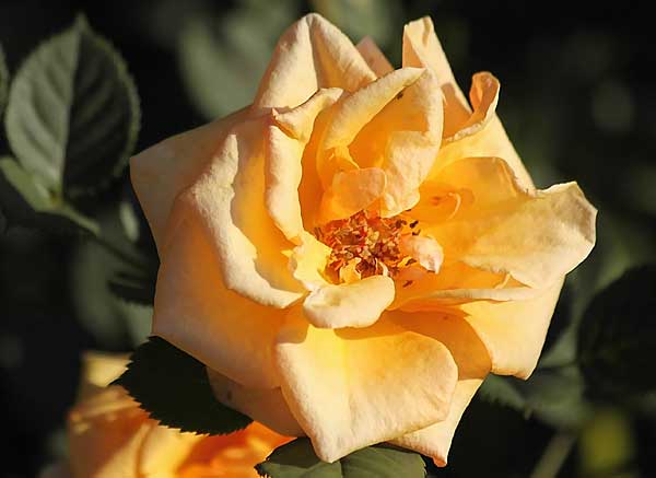 Orange rose in bright sunlight