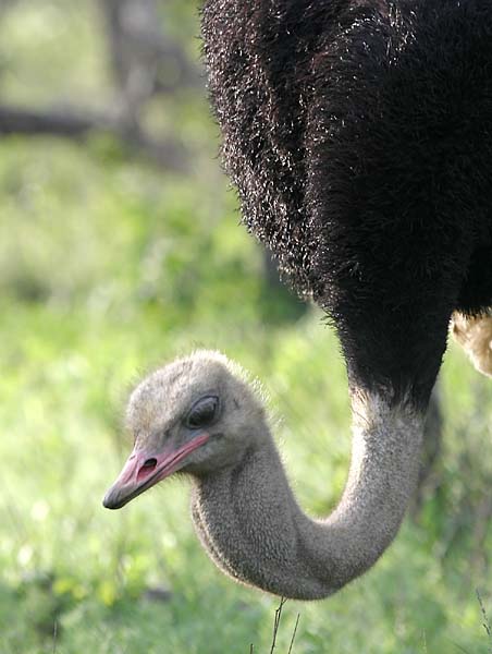 Ostrich, close-up