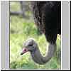 Ostrich close-up