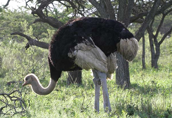 Ostrich with head lowered