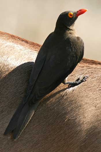 Oxpecker on impala