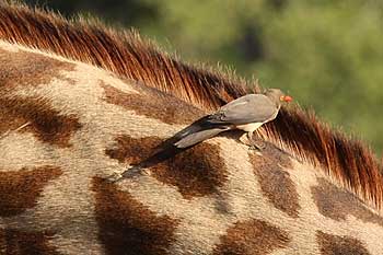 Oxpecker on giraffe's neck, Ruaha National Park, Tanzania