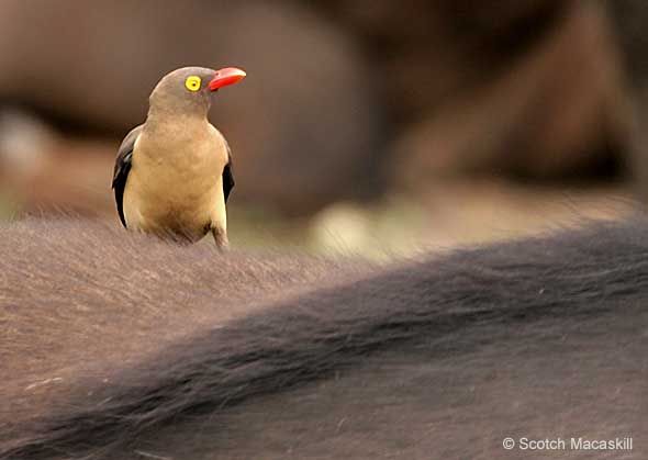 Redbilled oxpecker on buffalo hide