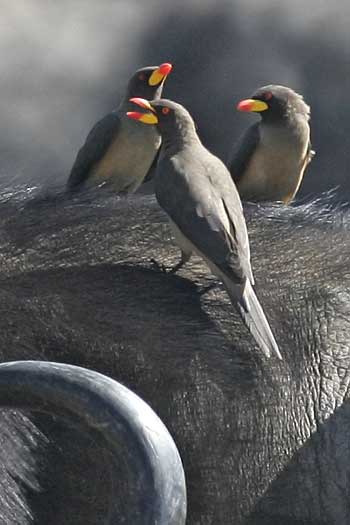 Oxpeckers on back of buffalo, Ruaha National Park, Tanzania