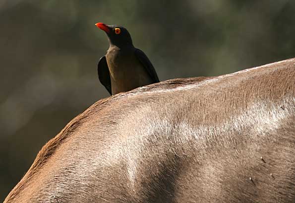 Redbilled oxpercker on impala