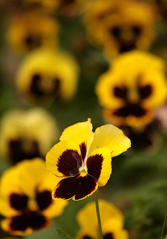 Pansies looking like faces