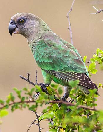 Brown-headed parrot, Kruger National Park
