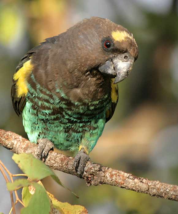 Meyer's Parrot