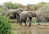 Elephant at Pete's Pond