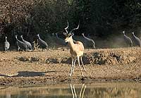 Impala ram with guineafowl